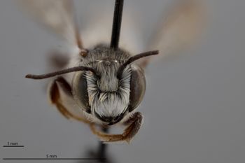 Media type: image;   Entomology 592382 Aspect: head frontal view